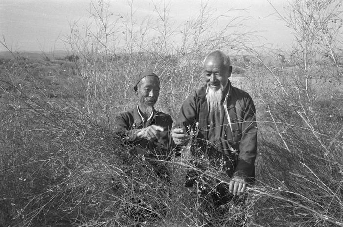 20世纪90年代初，石满（左）、贺发林（右）等6位老人在八步沙治沙造林（资料照片）。新华社记者 李生才 摄