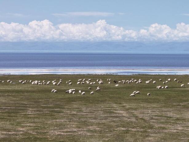 6月14日，青海湖仙女湾，蓝天、白云、羊群构成一幅美丽生动的生态画卷。史凯 摄