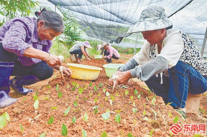 近日，在建宁县溪口镇的天一油茶专业合作社基地，村民移栽嫁接好的油茶苗。