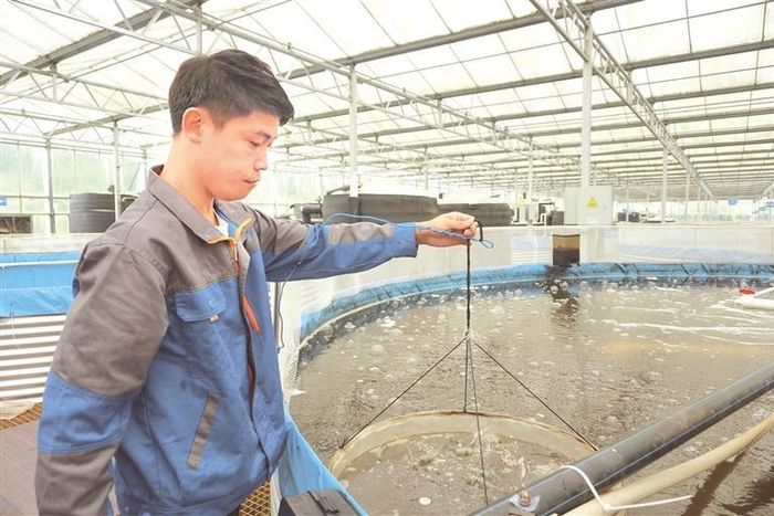     贵澳农业产业园南美白对虾养殖基地。      刘娟 摄