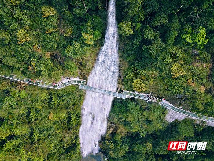 依山石而建的九龙江玻璃栈道贯穿瀑布，宛如一条玉龙在林间盘旋。