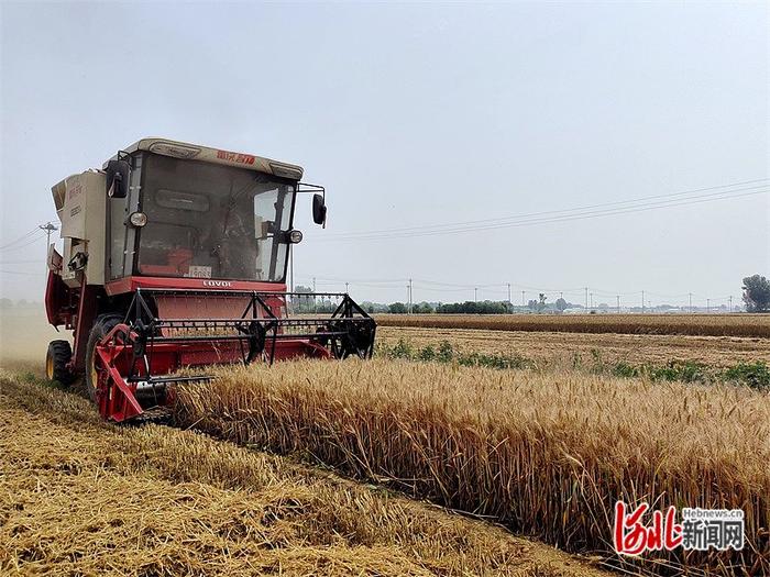 6月13日，在涿州市林家屯镇富民屯村，小麦联合收割机在麦田里收获作业。 河北日报记者 郝东伟摄