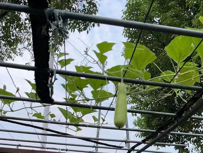 图片由稿源提供