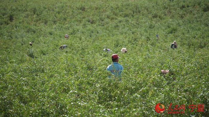 枸杞园。人民网记者 许峥摄
