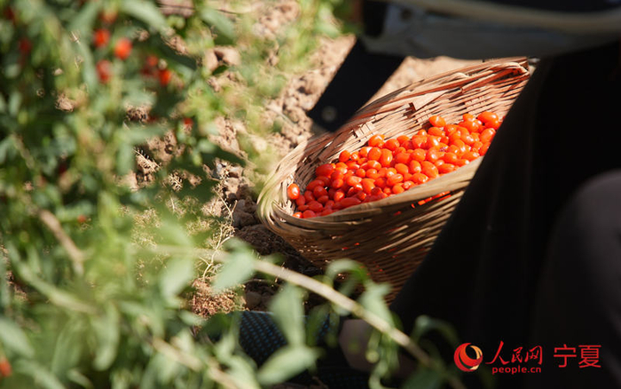 竹篮里的枸杞。人民网记者 许峥摄