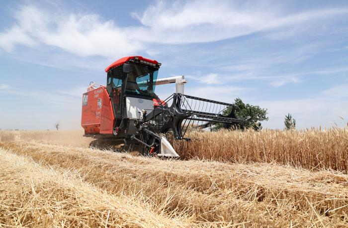 2024年5月27日，安徽省蒙城县乐土镇农民驾驶农机抢收小麦。新华社发（胡卫国摄）