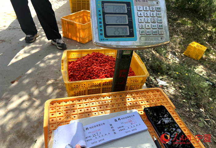枸杞称重现场。人民网记者 穆国虎摄