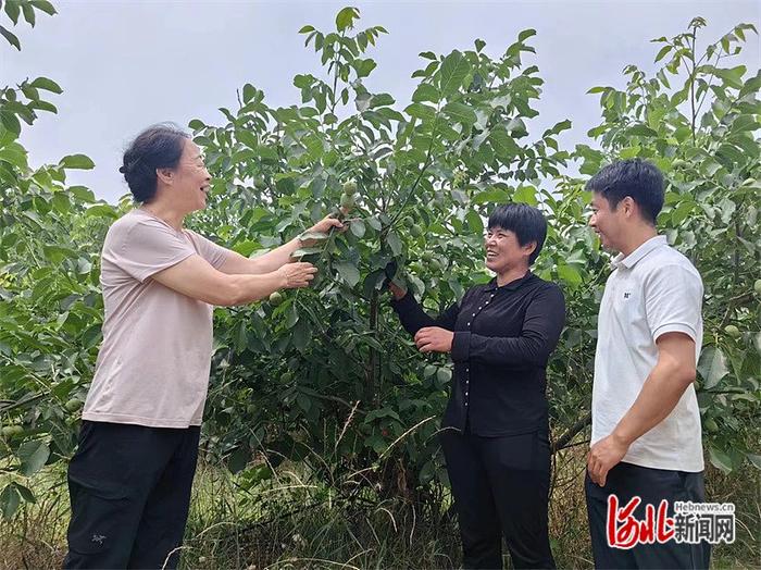 6月4日，郭素萍（左一）在河北绿岭果业有限公司种质资源圃做技术指导。 河北日报记者 陈 华摄