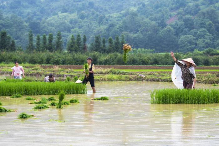 6月10日，湖南省常宁市胜桥镇农民在起秧苗。新华社发（周秀鱼春 摄）