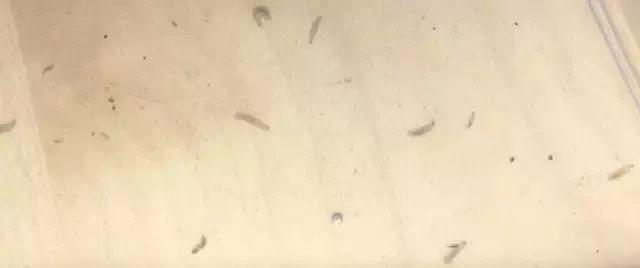 ▲泡在盐水里的杨梅