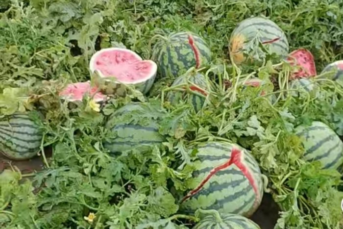 此次降雨部分地区伴随着冰雹，一些村民称地里的西瓜被冰雹打烂。图片来自网络