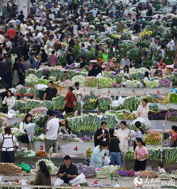 昆明斗南花卉市场内人潮涌动，前来选购鲜花的市民和游客络绎不绝。人民网记者 李发兴摄