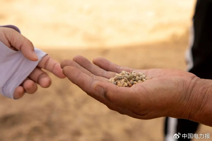 ▲经过处理后的草籽 张博文 摄