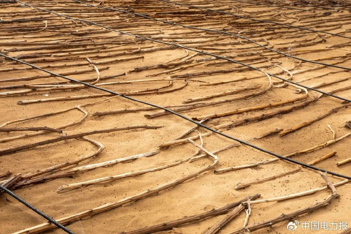 ▲向日葵秸秆沙障区 张博文 摄