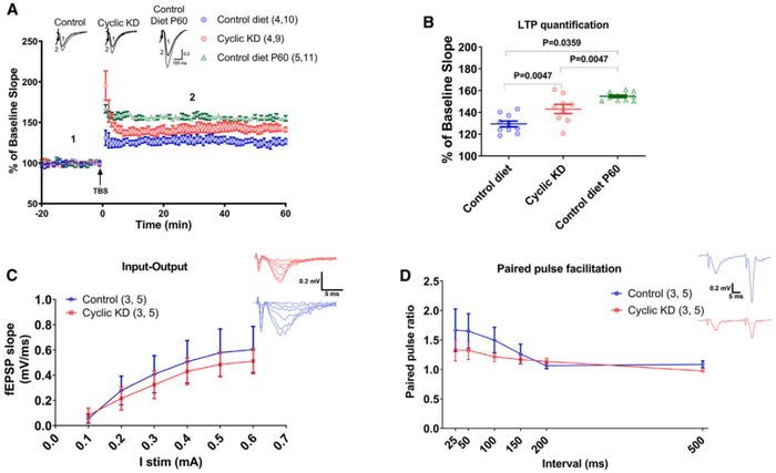 图二：周期性 KD 的老年小鼠的海马 LTP 增加