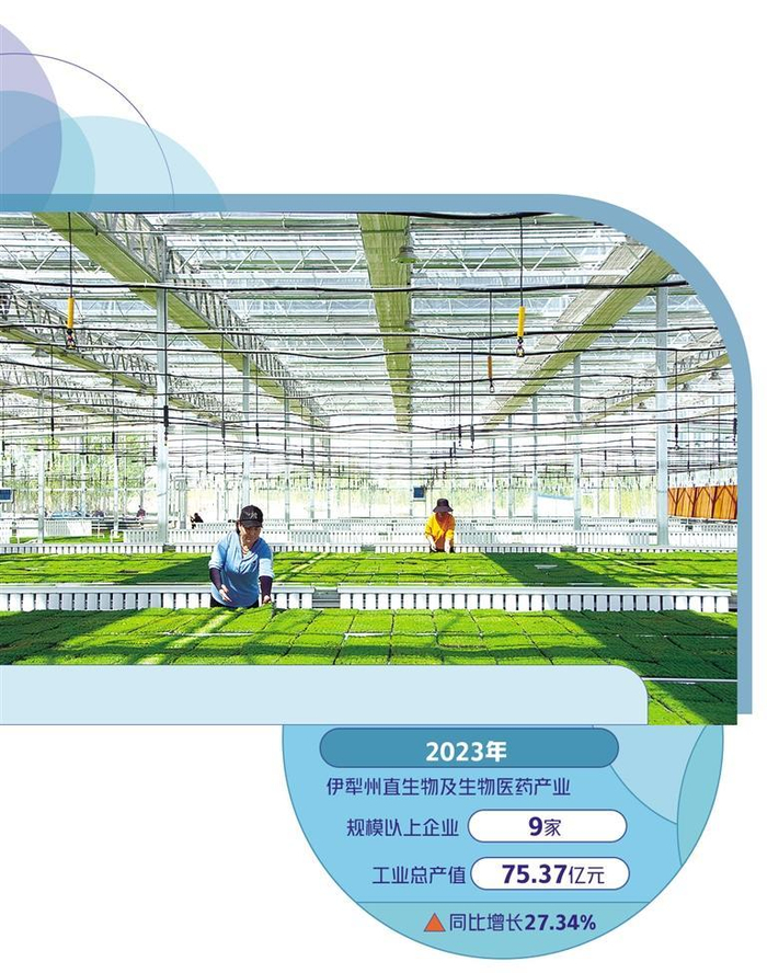 在巩留县科技示范园智能温室里，工人在培育中药材幼苗。孔庆平摄