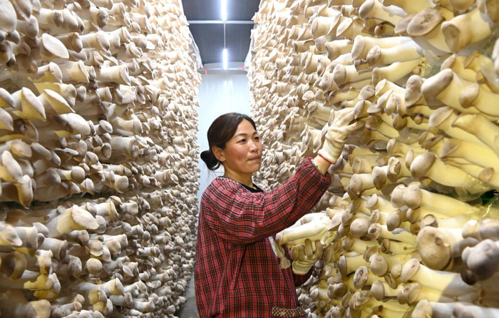 三联种植合作社员工在采收杏鲍菇。王亚楠摄