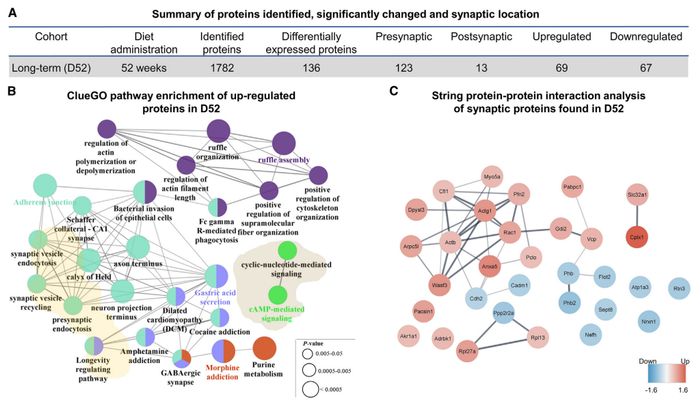 图三：周期性 KD主要通过肌动蛋白细胞骨架、突触小泡运输和 cAMP 介导的信号传导来调节老年小鼠的突触前皮质蛋白质组