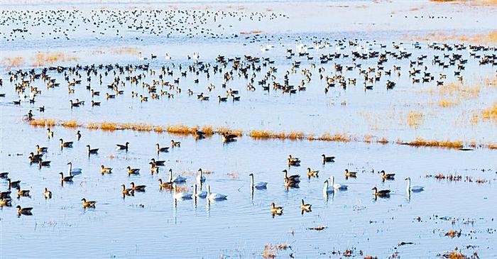 平罗县天河湾国家湿地公园，鸟儿成群结队。宁夏日报见习记者　姬禹　摄