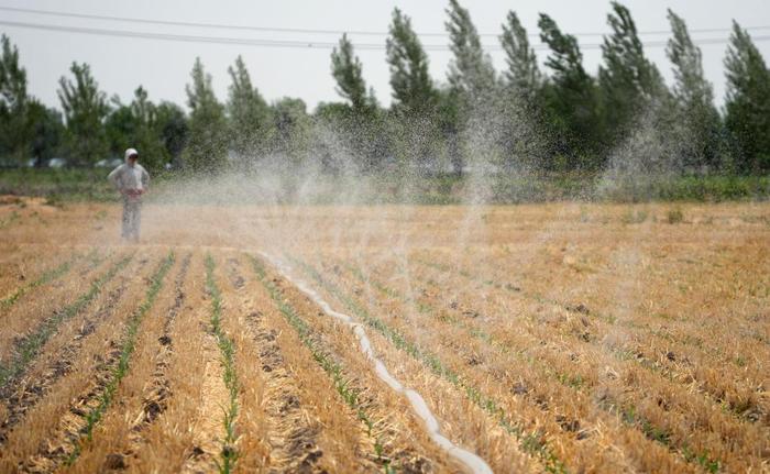 　　6月18日，在菏泽市郓城县玉皇庙镇，农户取用黄河水为玉米秧苗浇水。新华社记者 徐速绘 摄