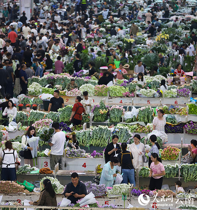 昆明斗南花卉市场内人潮涌动，前来选购鲜花的市民和游客络绎不绝。人民网记者 李发兴摄