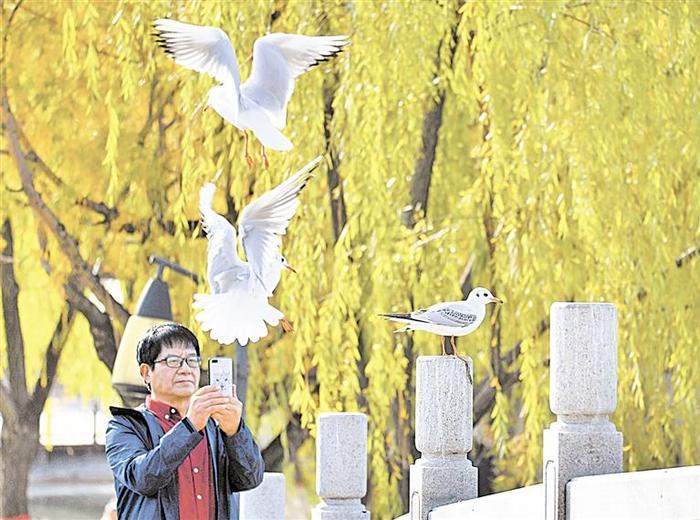 银川市兴庆区燕鸽湖公园，市民与红嘴鸥和谐相处。宁夏日报记者　马楠　摄