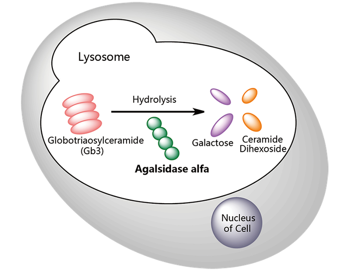 （图片源自药渡）