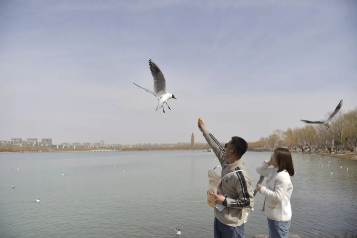 市民在银川市海宝公园观赏红嘴鸥。新华社记者 毛竹 摄