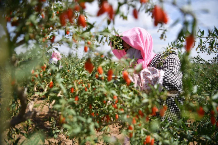 采摘工在宁夏吴忠市红寺堡区百瑞源枸杞种植基地采摘枸杞。新华社记者 王鹏 摄