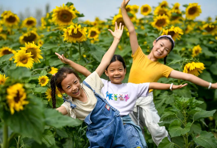 小朋友在镇北堡镇德林村的向日葵花丛中留影。新华社记者 冯开华 摄