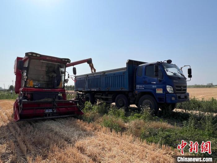 在青岛西海岸新区大场镇的农田里，联合收割机正在输送收获的麦粒。　王禹 摄