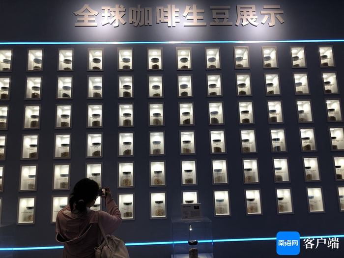 全球咖啡生豆汇聚兴隆展示。记者 苏桂除 摄