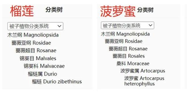 来源：中国植物智