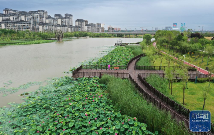 ↑陕西省富平县石川河国家生态公园内荷花盛开（6月21日摄，无人机照片）。新华社记者 李贺 摄