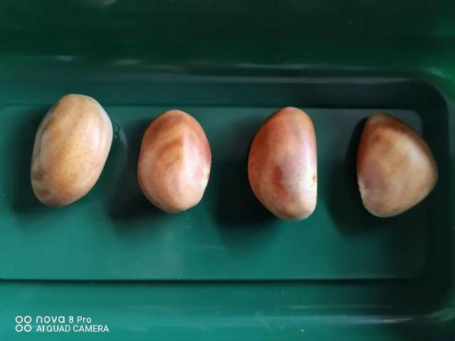 图：菠萝蜜种子 自己拍的