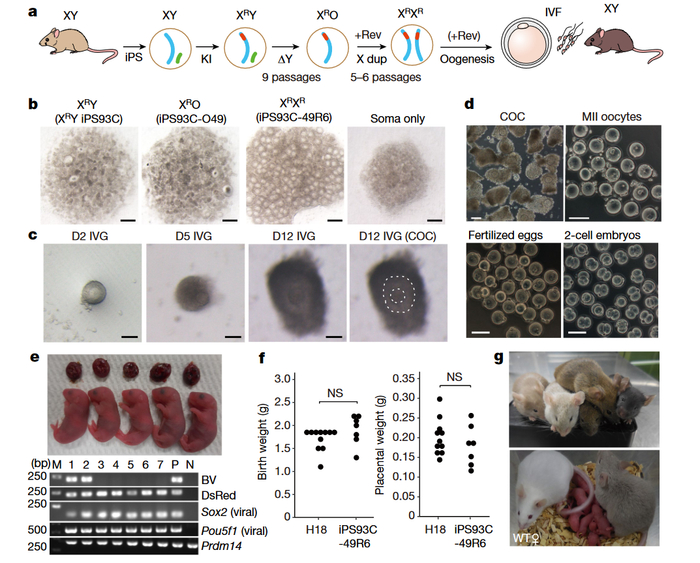 图3：性转化的iPS细胞体外分化的卵母细胞产生的后代