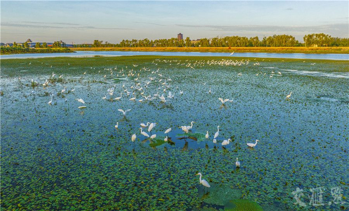 运河旁的三里湿地，连接浅水水域达5000余亩，拥有广袤的芦苇地，是野生鸟类的栖息之所。陆启辉 摄
