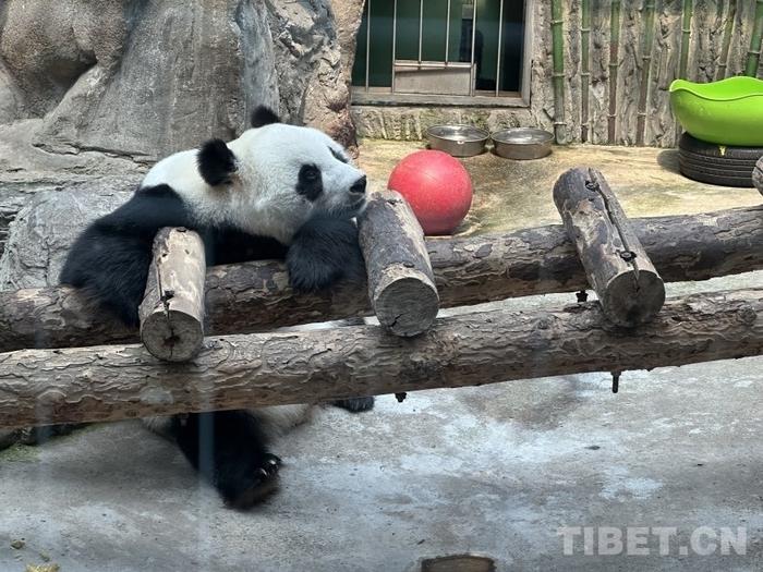 图为憨态可掬的大熊猫摄影：杨眉笑