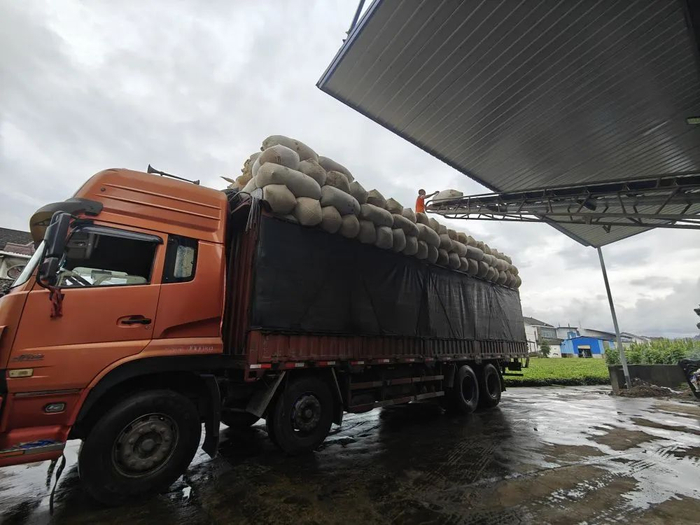 桃源县松源茶厂工人正在转移库存茶叶。新华社记者周勉 摄