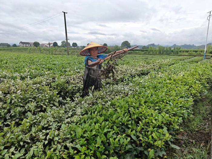 湖南省常德市桃源县受灾群众正在茶园进行清淤。新华社记者周勉 摄