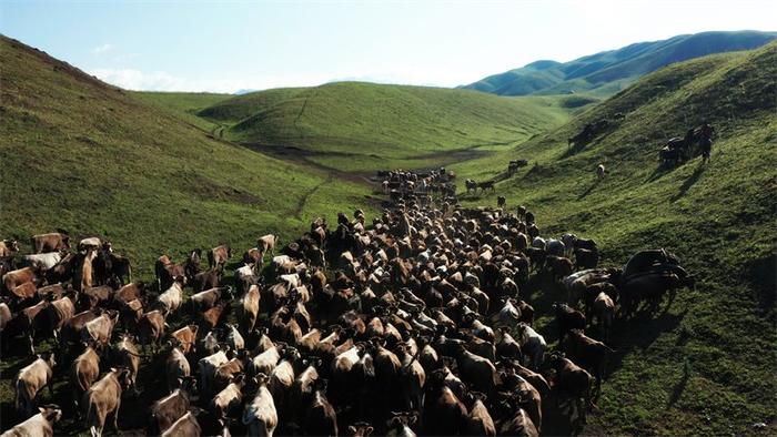 新疆创锦农牧业有限公司在唐布拉草原雪山沟草场放牧的新疆褐牛。创锦农牧供图