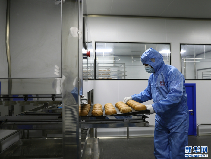 宁晋县一家食品加工企业内，工人将面包放入生产线。朱丽娜 摄
