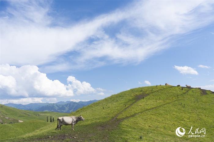 新疆褐牛在伊犁唐布拉草原上悠闲地散步。人民网 常沙摄