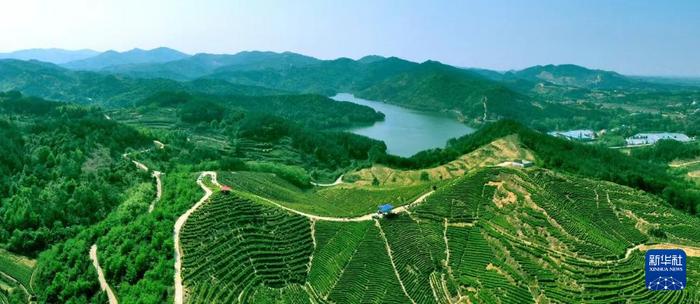 　　杨山茶厂种植基地的山水风光。（沈雷平摄）