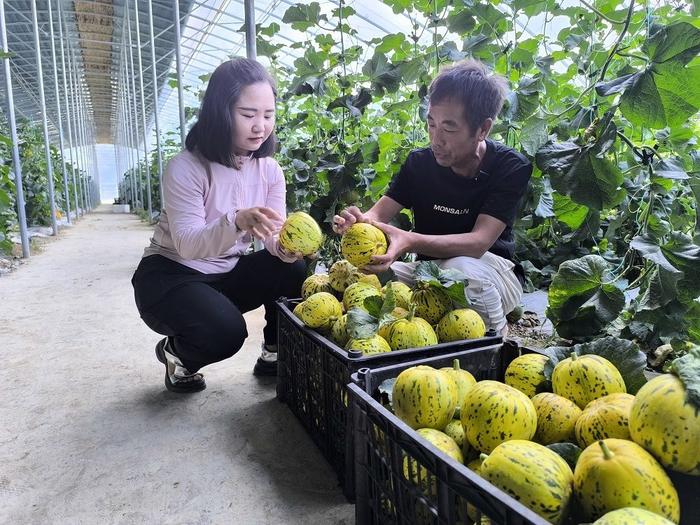 陕西安康天瑞塬生态农业有限公司销售经理胡婷与瓜农交谈