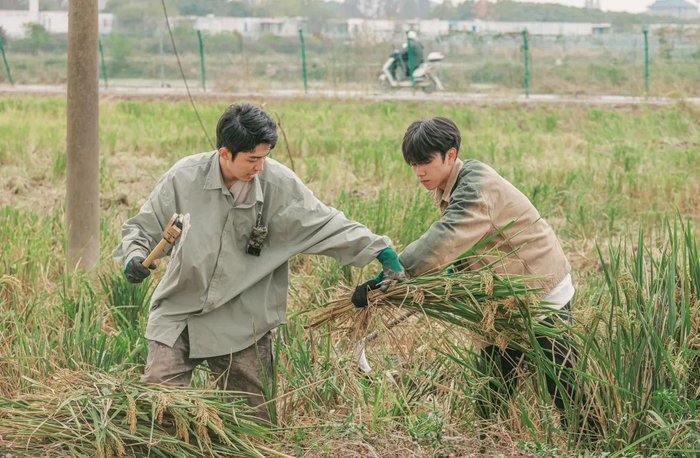 少年们抢收水稻。《种地吧》节目组供图
