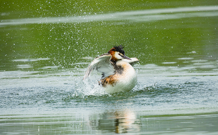 凤头鸊鷉。才项南加 摄