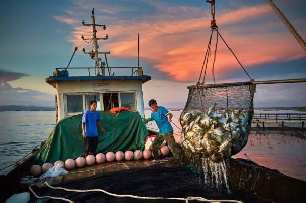 渔民捕捞金鲳鱼。防城港市农业农村局供图