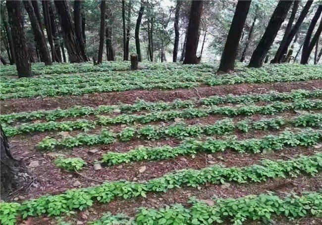 浙江三叶青种植基地图片