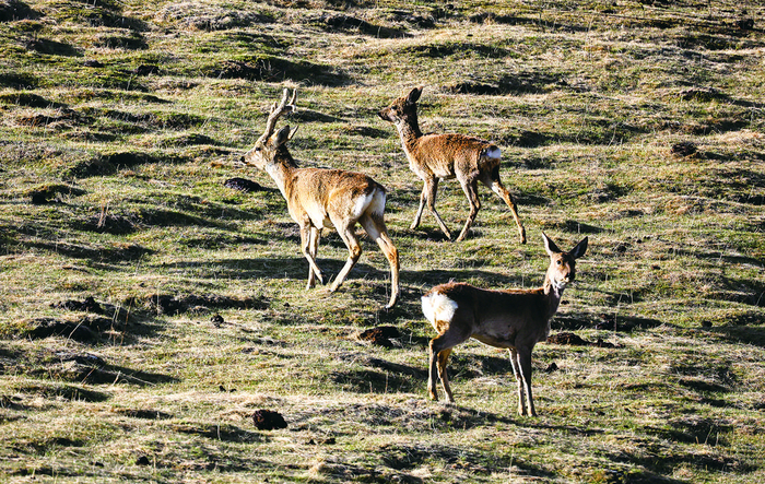 狍。才项南加 摄